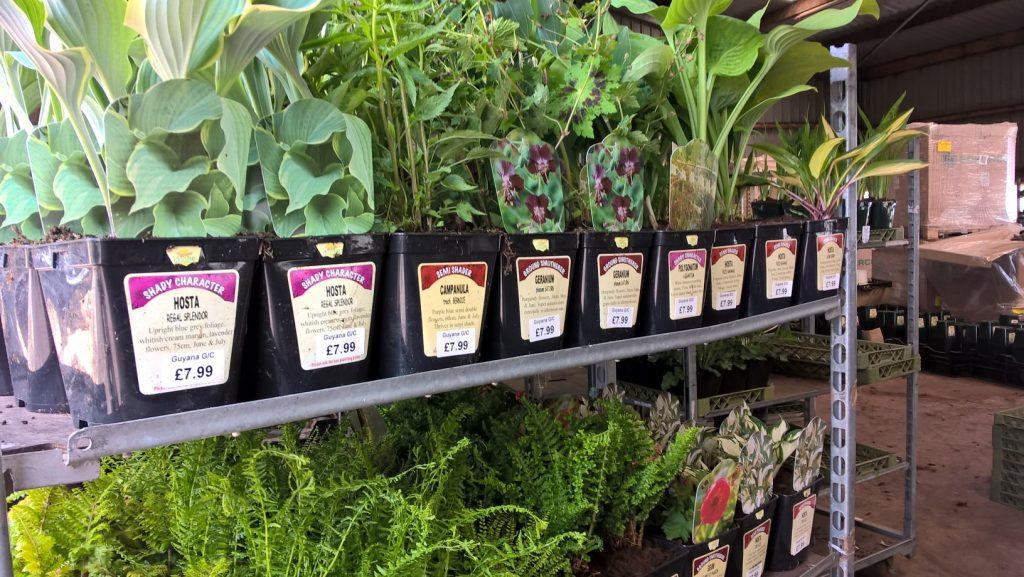 Pickmere Perennials labelling