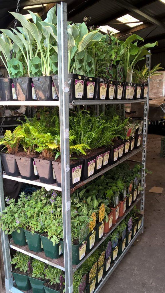 Pickmere Perennials labelling