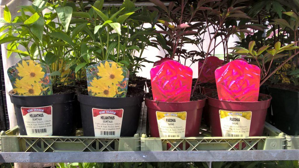 Pickmere Perennials labelling
